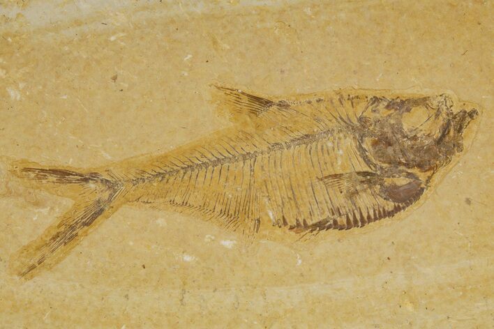 Detailed Fossil Fish (Diplomystus) - Wyoming #318625